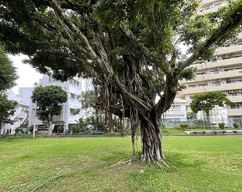 綠丘公園|韋斯特姆廣場旭橋站The West
